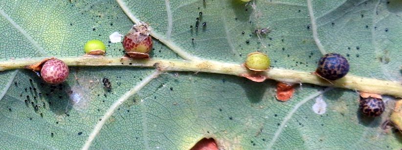 galle di generazione agamica di Neuroterus anthracinus, Cynipidae (ex Andricus ostrea)